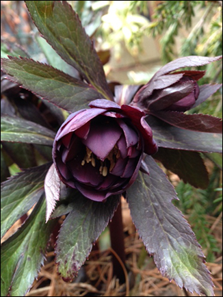 BlackHellebore01