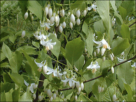 STYRAX