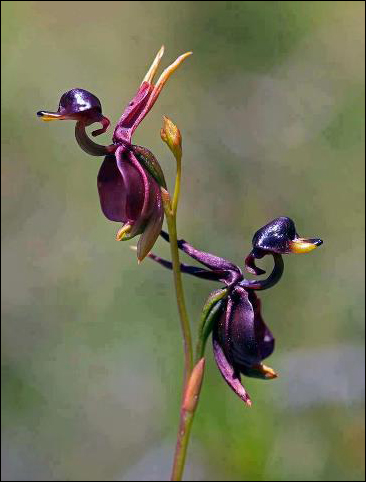 flyingduckorchid