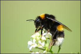 BEE02-1